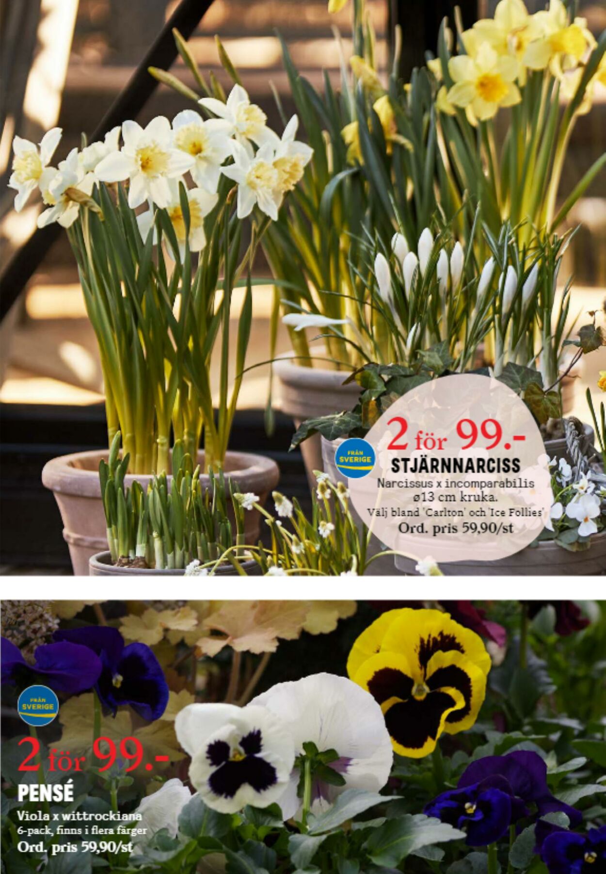 Erbjudanden Blomsterlandet 05.03.2024 - 11.03.2024