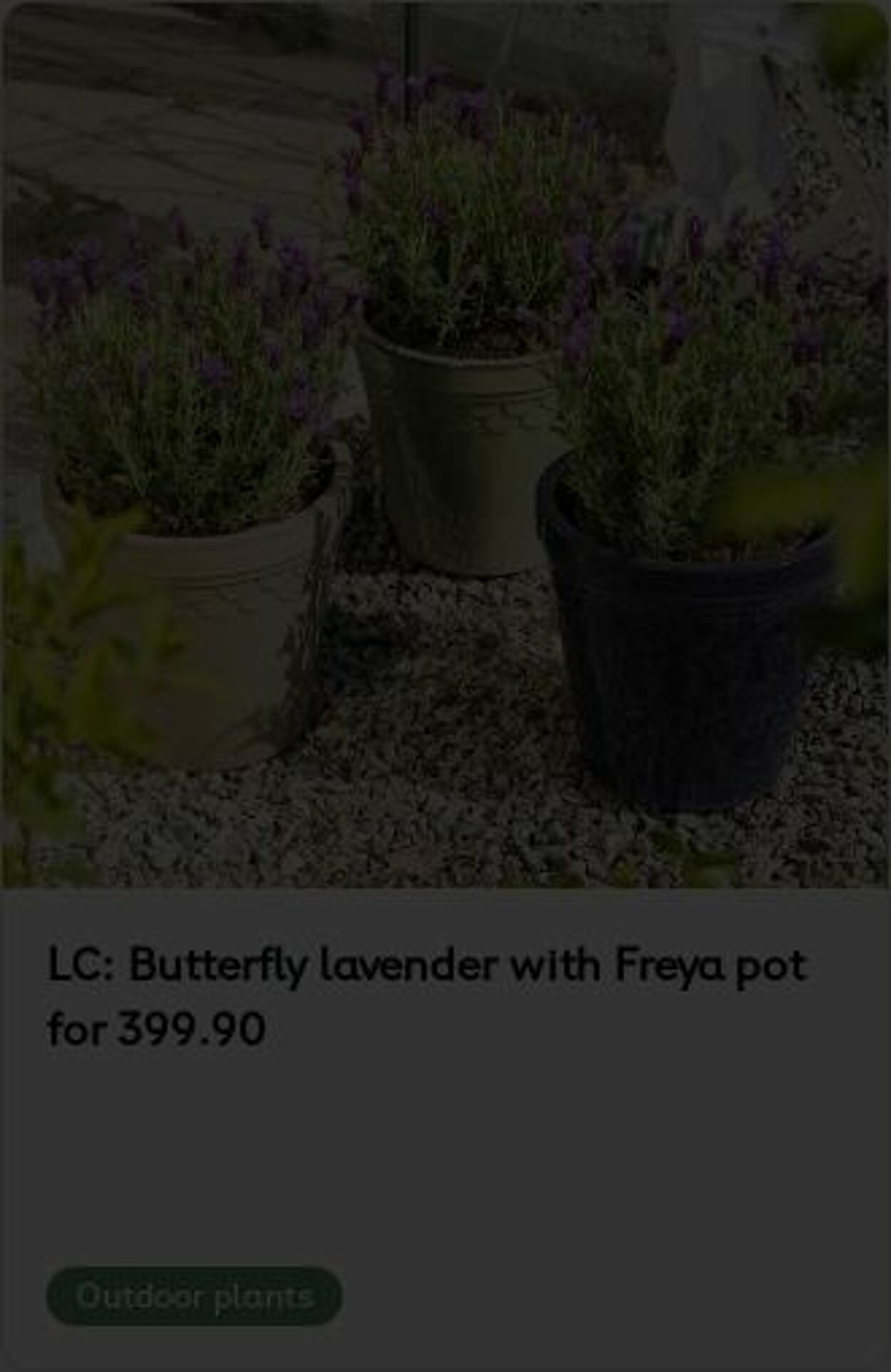 Erbjudanden Plantagen 26.05.2025 - 04.06.2025