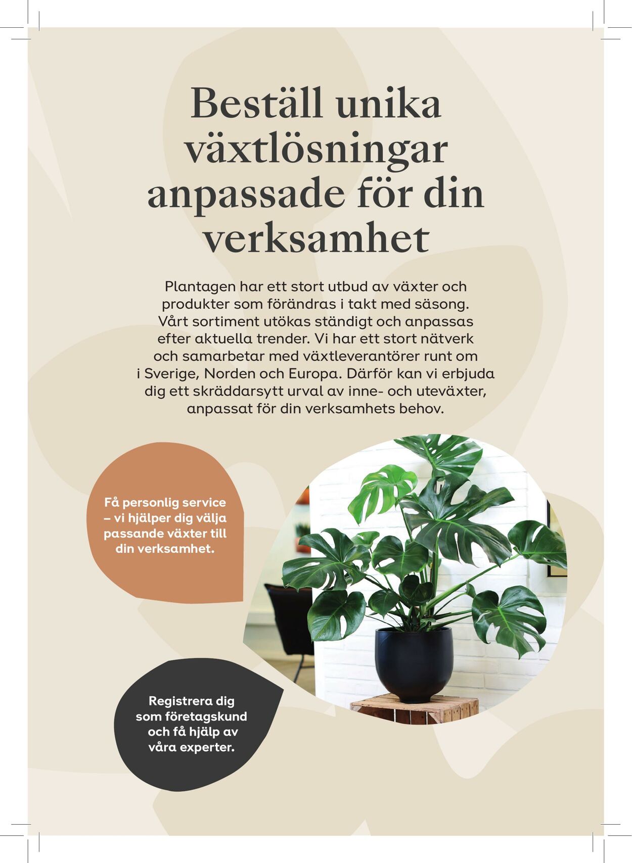 Erbjudanden Plantagen 24.06.2024 - 23.12.2024